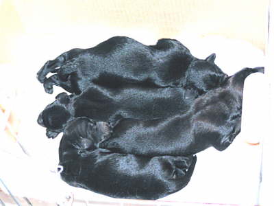 New Litter With Arriba