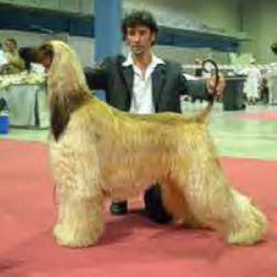 Polo (Father)