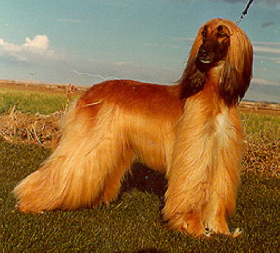 Wita Rosie